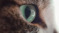 Mitä kissat tuntevat, kun et käännä katsettasi pois: virhe vai haaste?